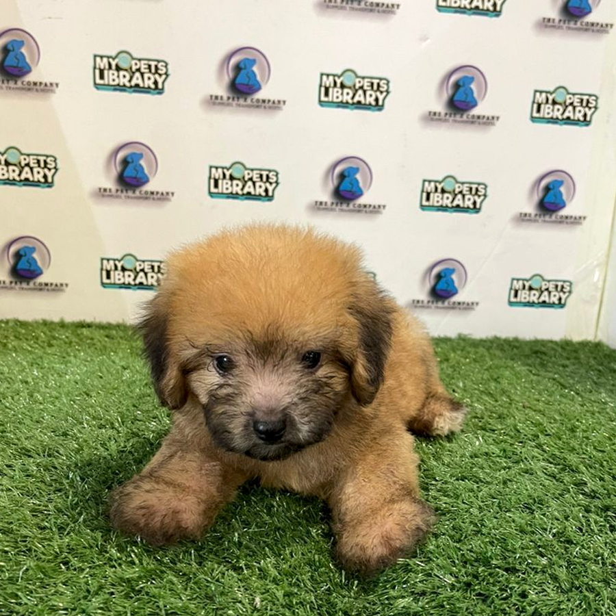 Toy Poodle Puppy (Male) For Sale