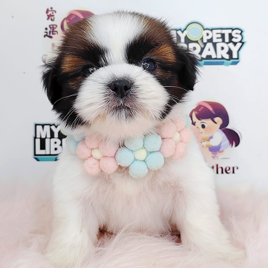 Shih Tzu Puppy (Male) For Sale