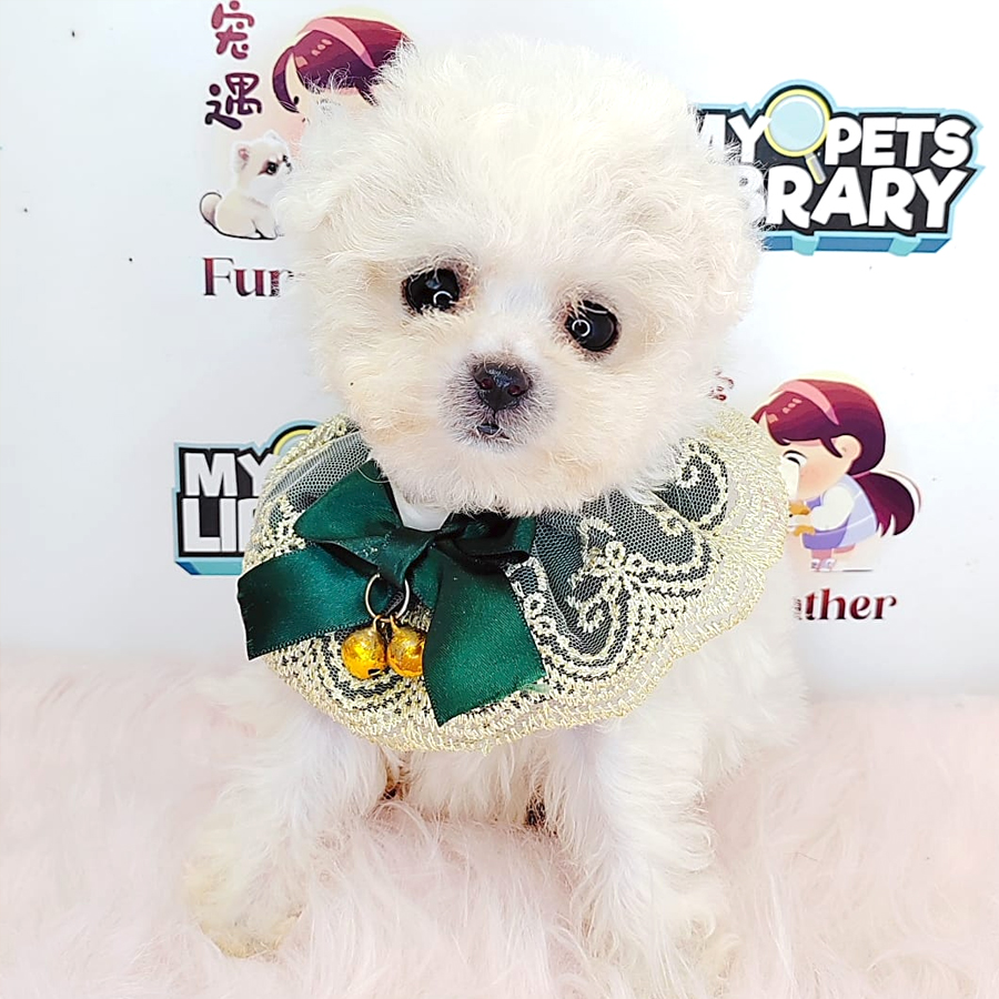 Mini Bichon Frise Puppy (Male) For Sale