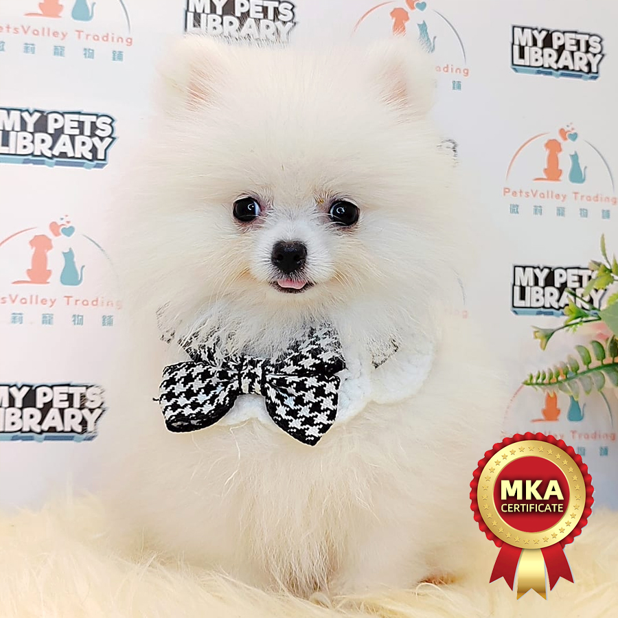 MKA Pomeranian Puppy (Female) For Sale