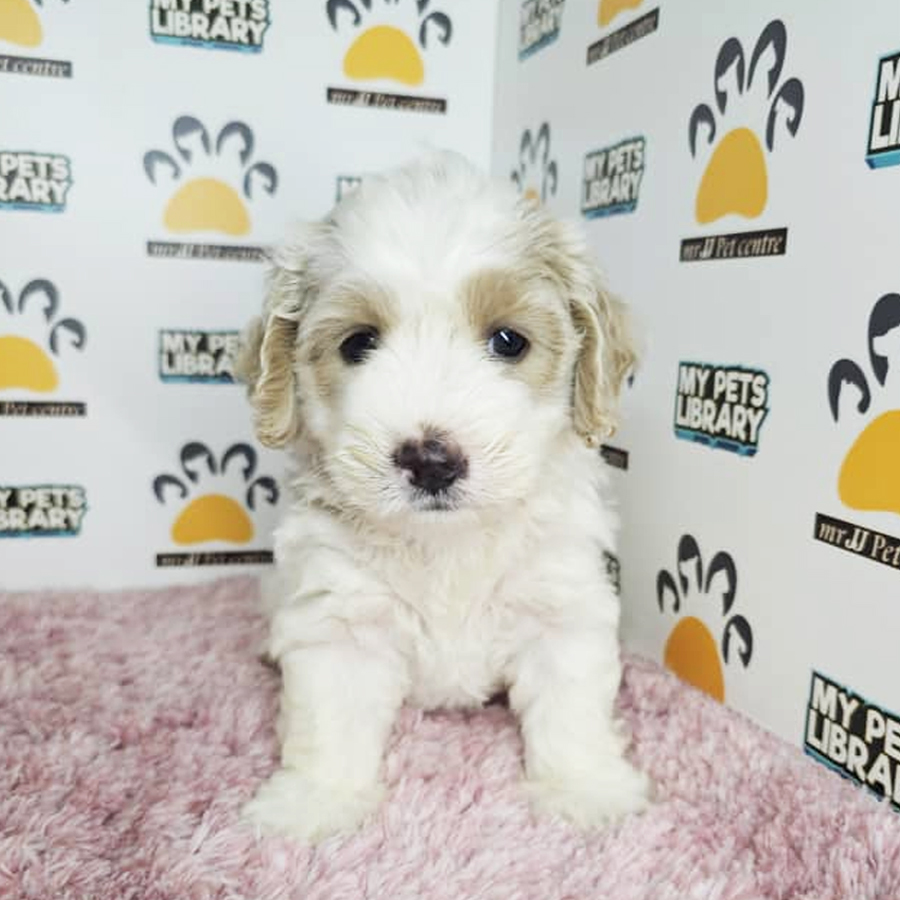 Toy Poodle Puppy (Female) For Sale