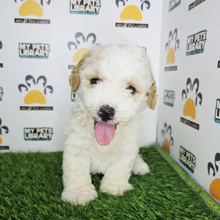 Toy Poodle Puppy (Male) For Sale