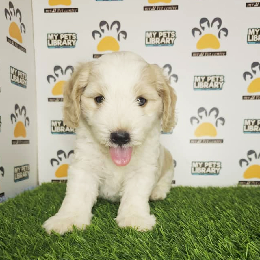 Toy Poodle Puppy (Male) For Sale