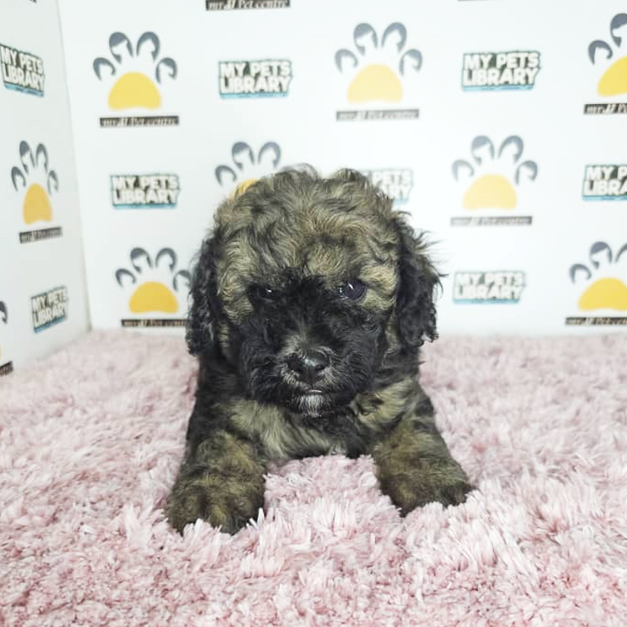 Toy Poodle Puppy (Female) For Sale