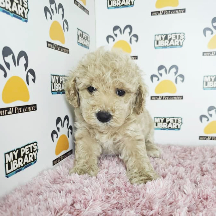 Toy Poodle Puppy (Female) For Sale