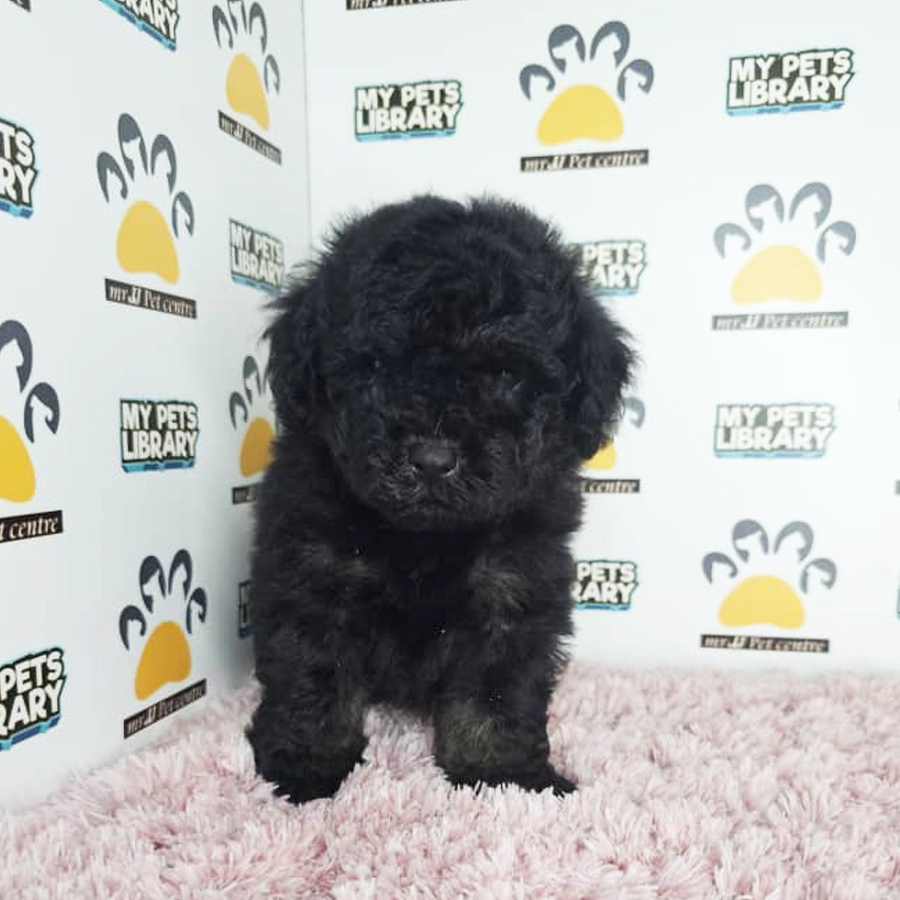 Toy Poodle Puppy (Female) For Sale
