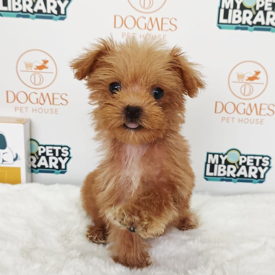 Teacup Poodle Puppy (Female) For Sale