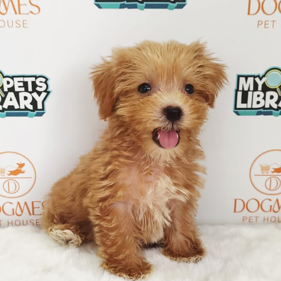 Teacup Poodle Puppy (Female) For Sale