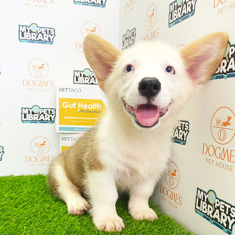 Welsh Corgi Puppy (Male) For Sale
