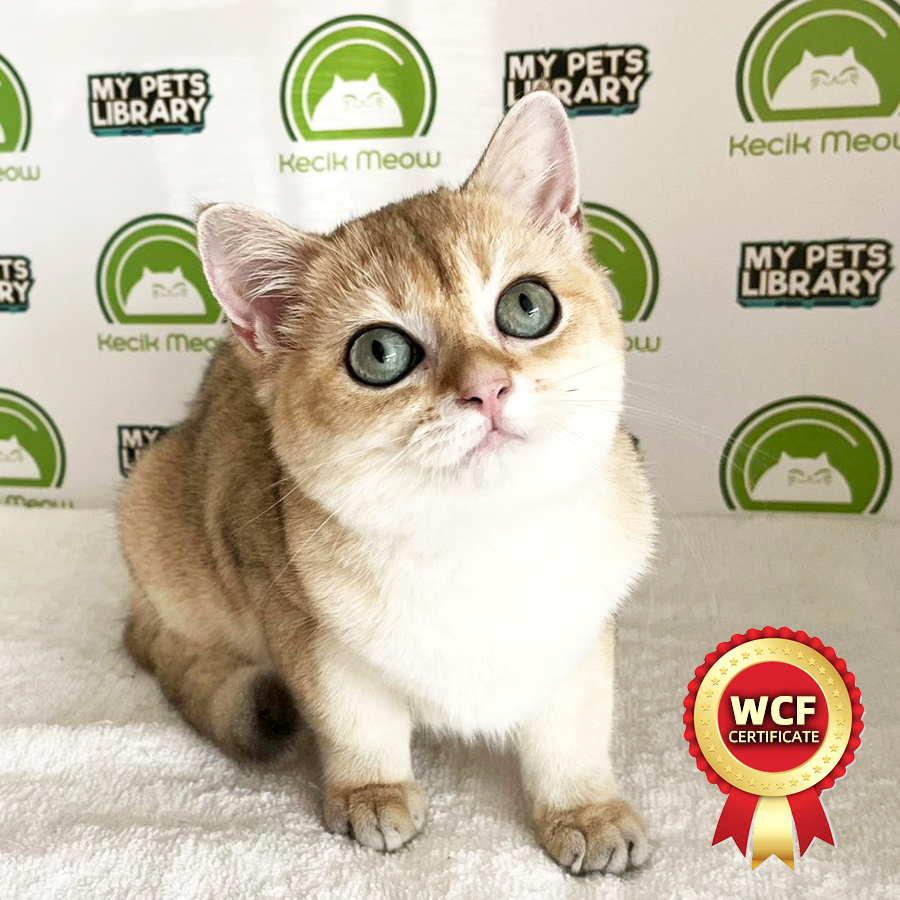 WCF British Shorthair Kitten (Female) For Sale