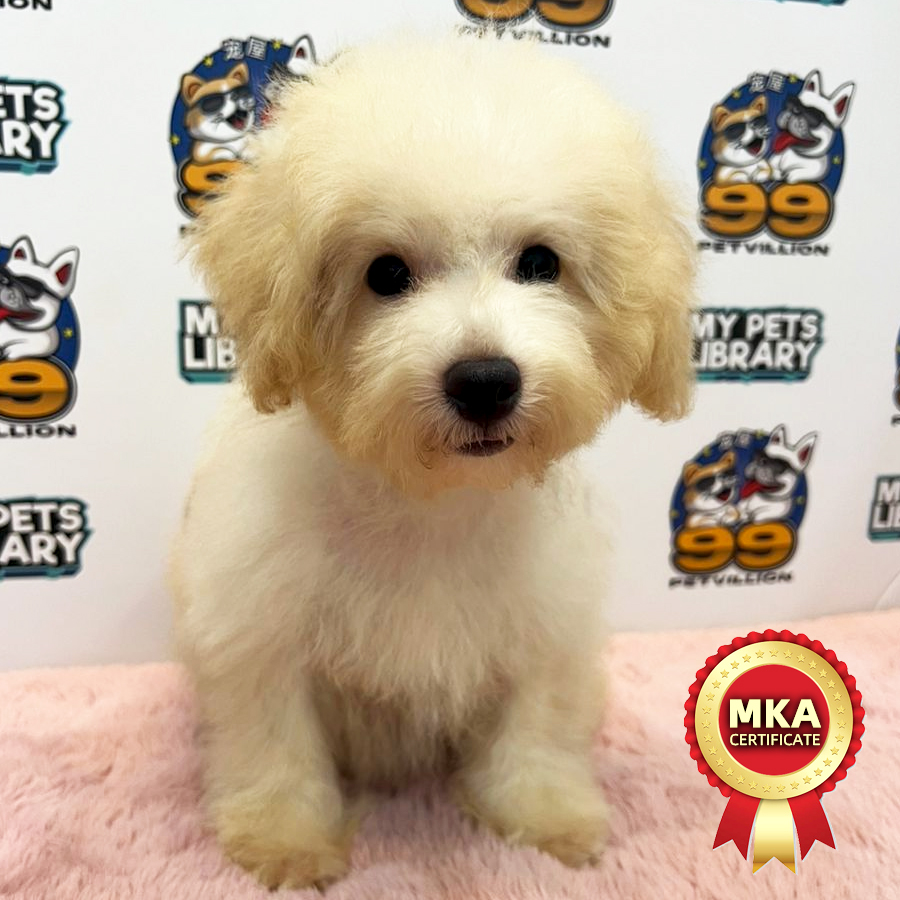 MKA Toy Poodle Puppy (Male) For Sale