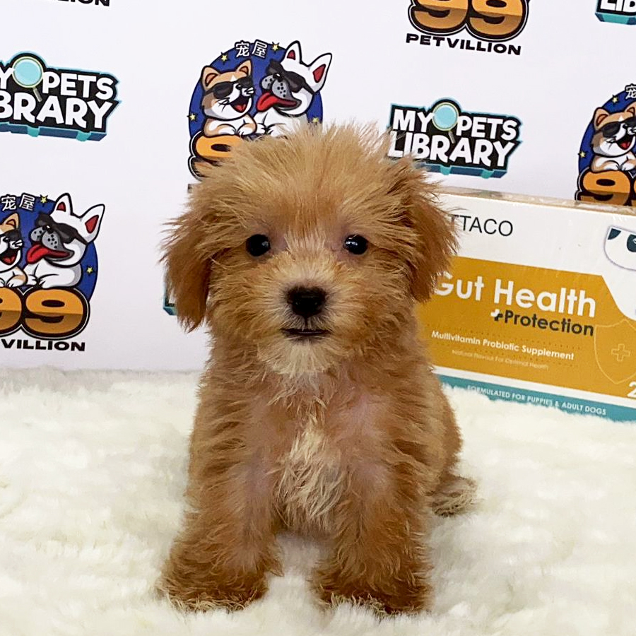 Tiny Toy Poodle Puppy (Female) For Sale