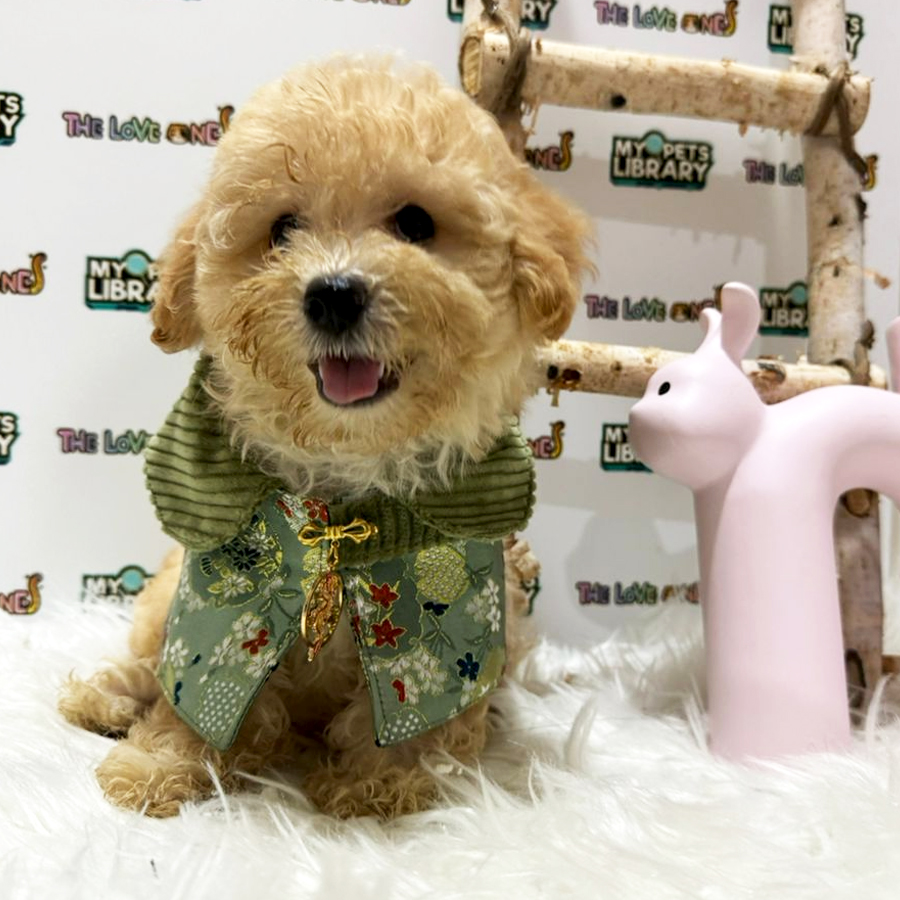 Tiny Toy Poodle Puppy (Male) For Sale