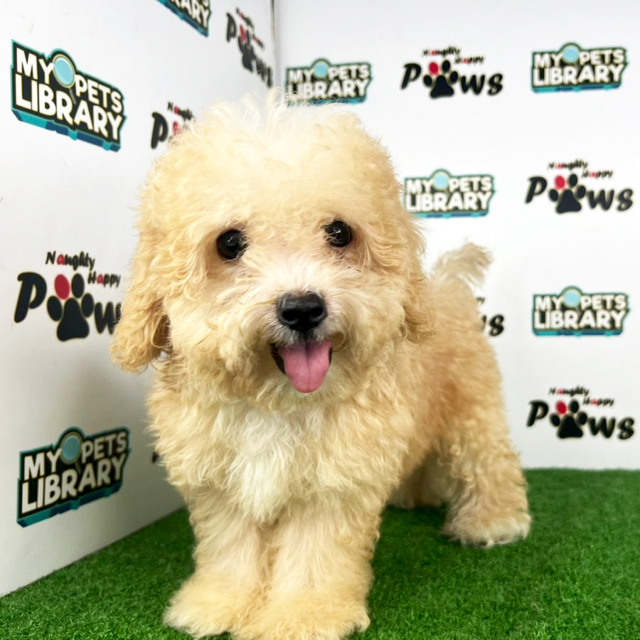 Toy Poodle Puppy (Female) For Sale