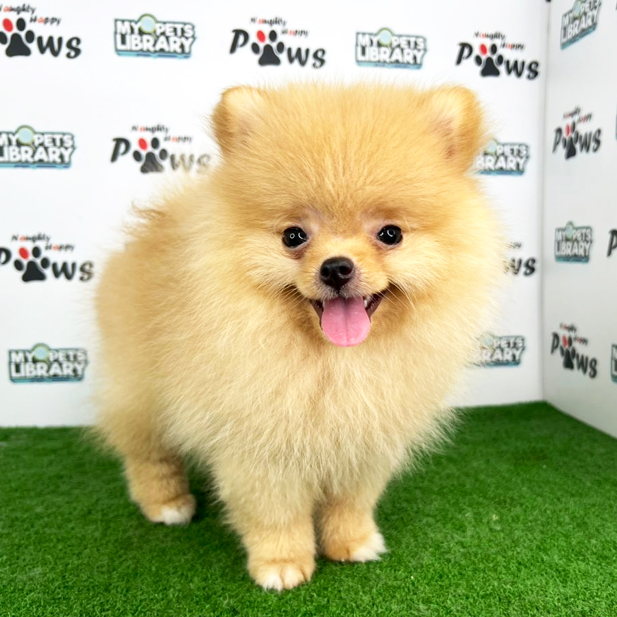 Pomeranian Puppy (Male) For Sale