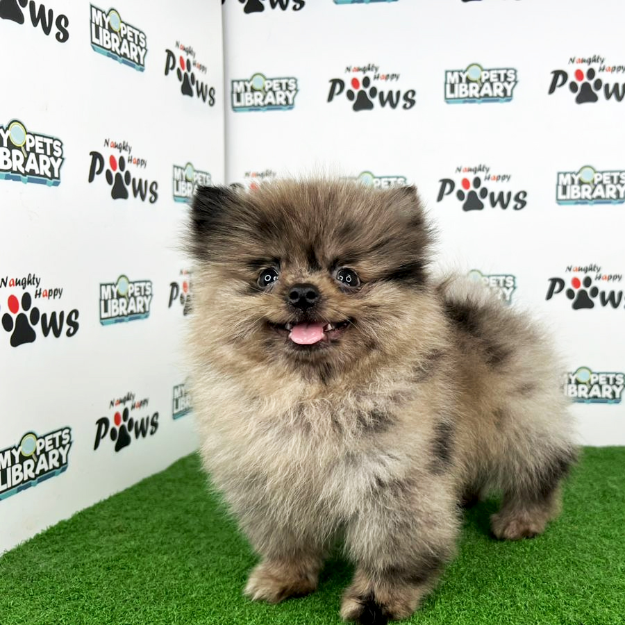 Pomeranian Puppy (Male) For Sale