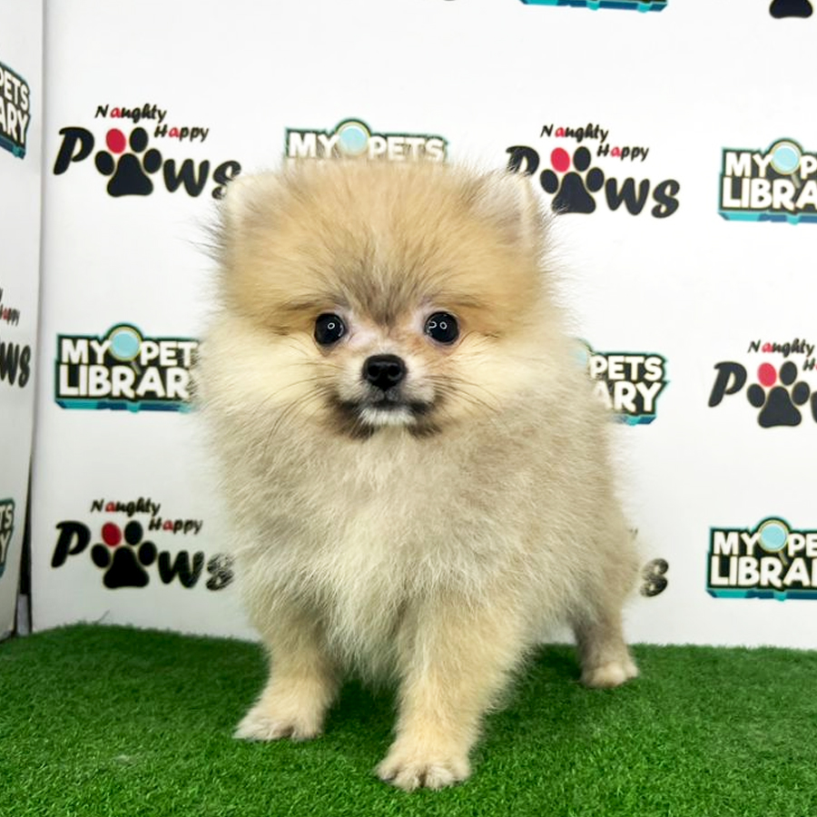 Pomeranian Puppy (Male) For Sale