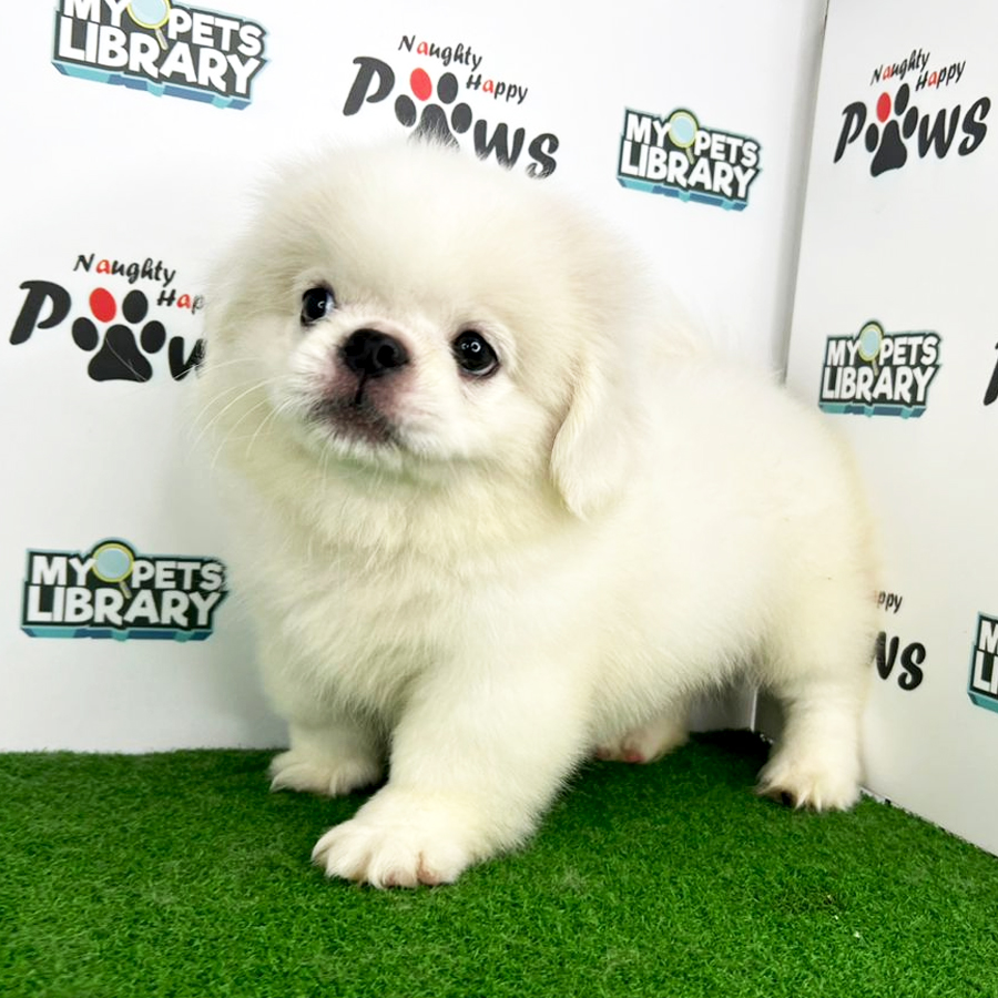 Pekingese Puppy (Male) For Sale