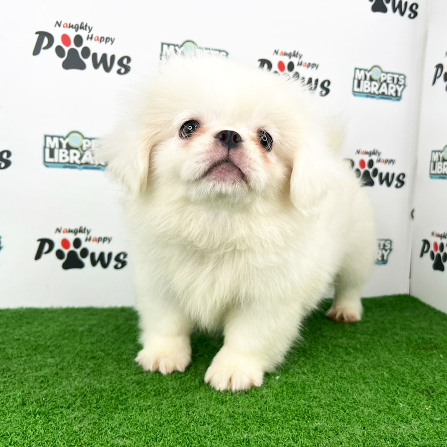 Pekingese Puppy (Male) For Sale