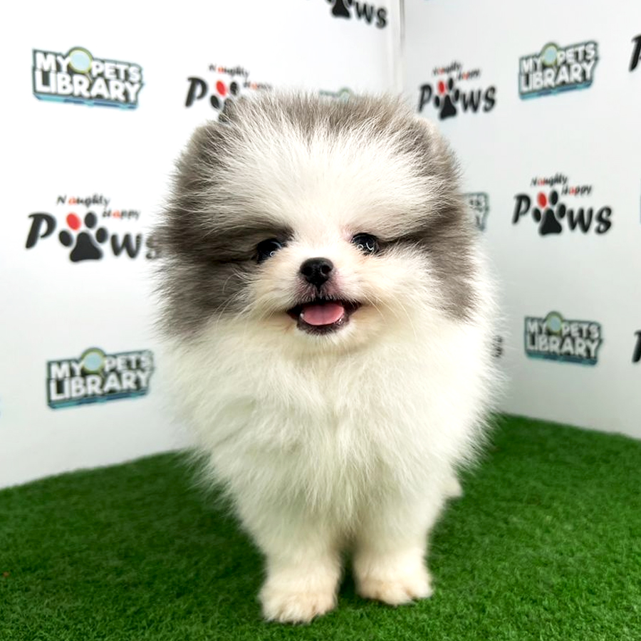Purebred Pomeranian Puppy (Female) For Sale