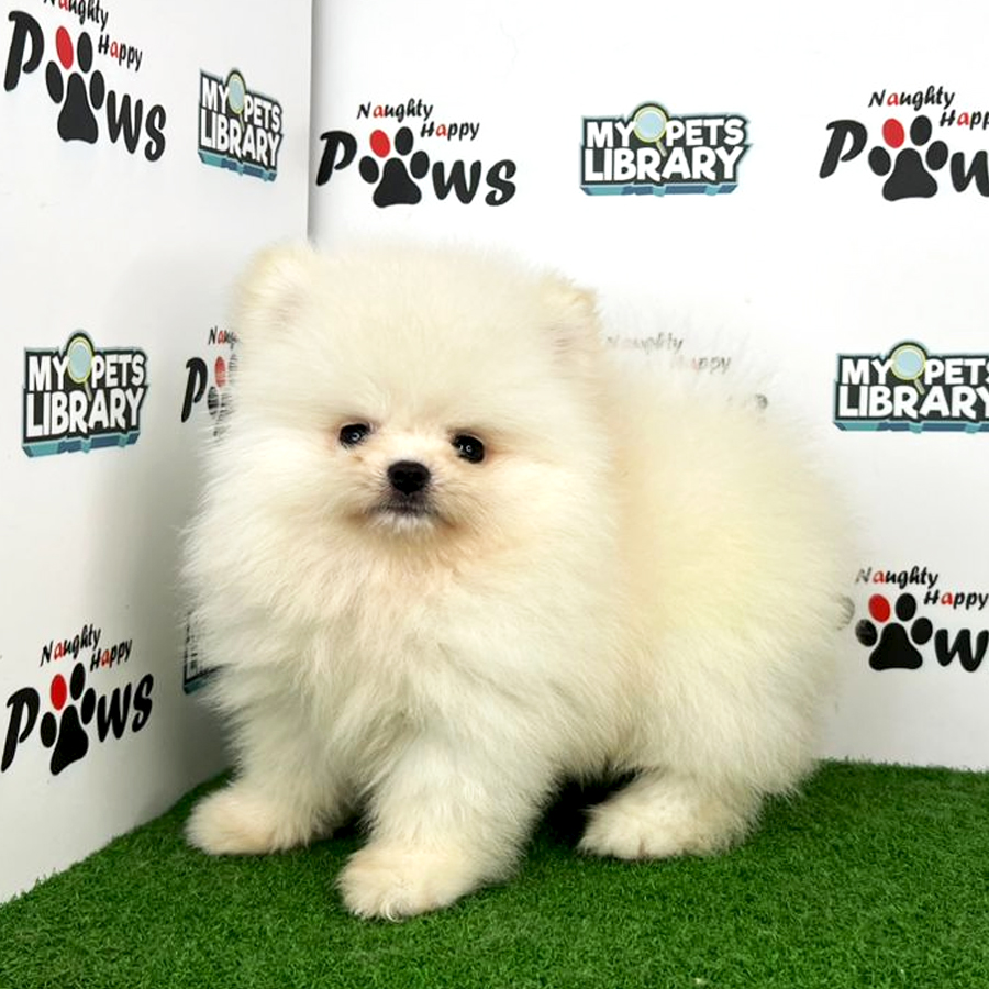 Purebred Pomeranian Puppy (Male) For Sale