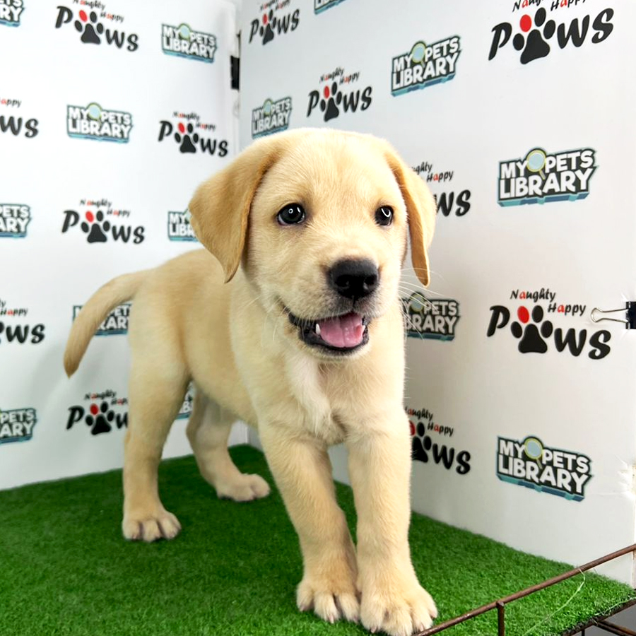 Labrador Retriever Puppy (Male) For Sale