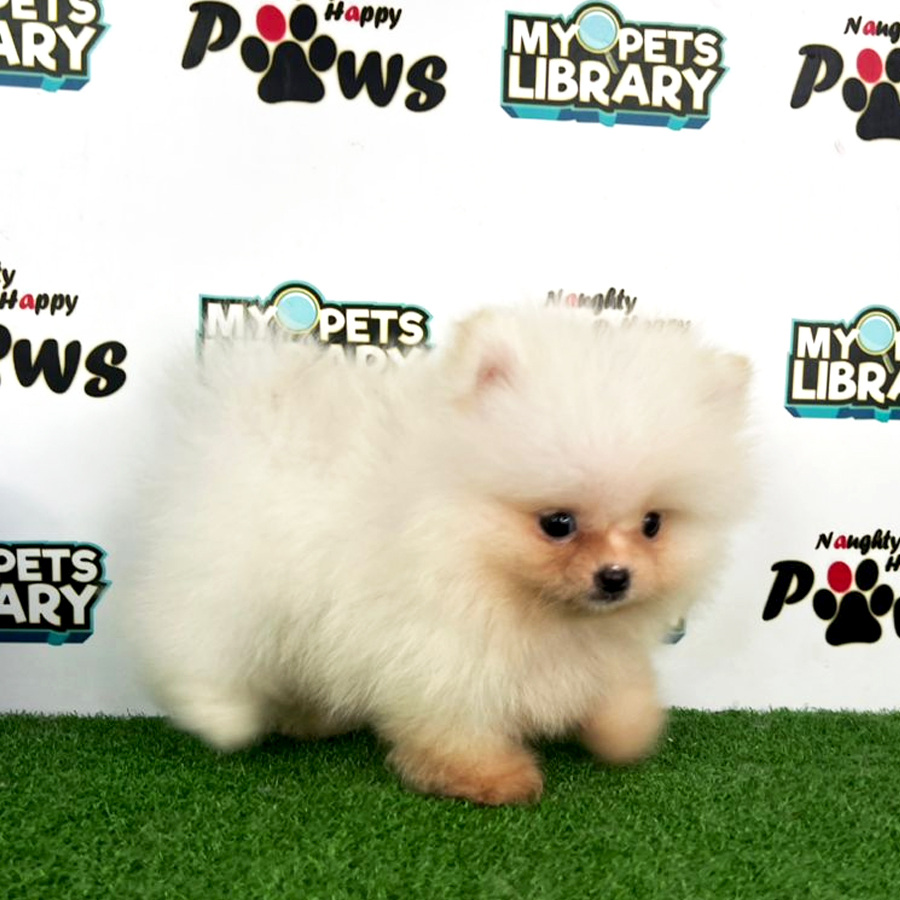 Purebred Pomeranian Puppy (Male) For Sale