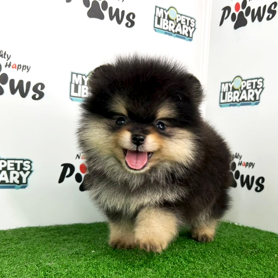Purebred Pomeranian Puppy (Male) For Sale