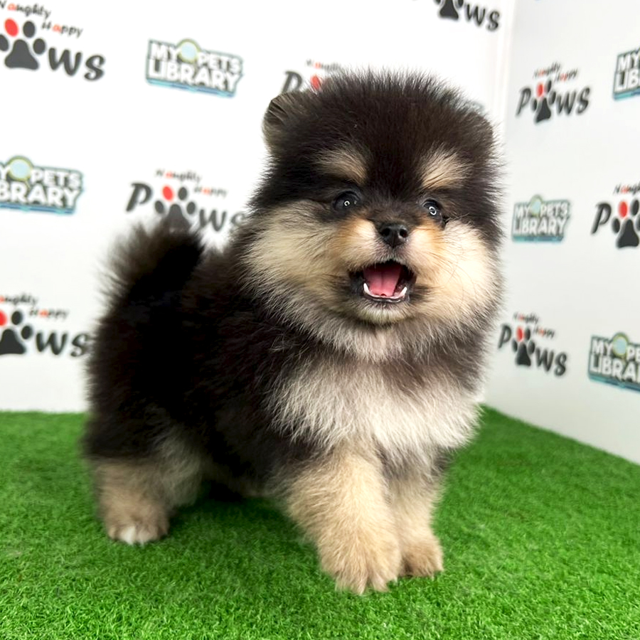 Purebred Pomeranian Puppy (Male) For Sale