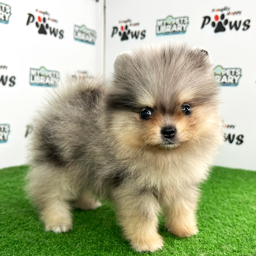 Purebred Pomeranian Puppy (Female) For Sale