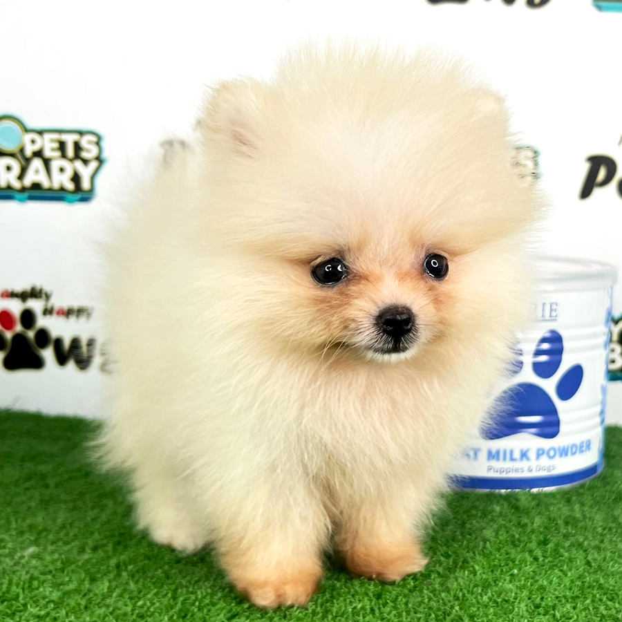 Purebred Pomeranian Puppy (Female) For Sale