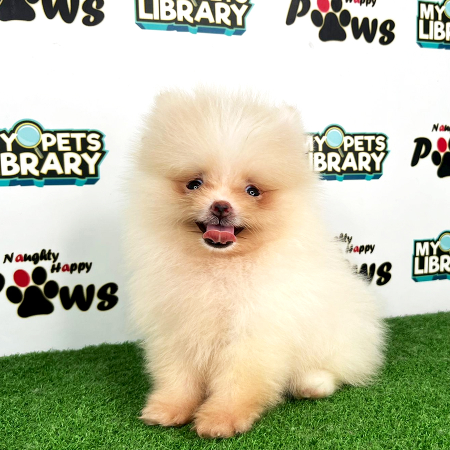 Purebred Pomeranian Puppy (Female) For Sale