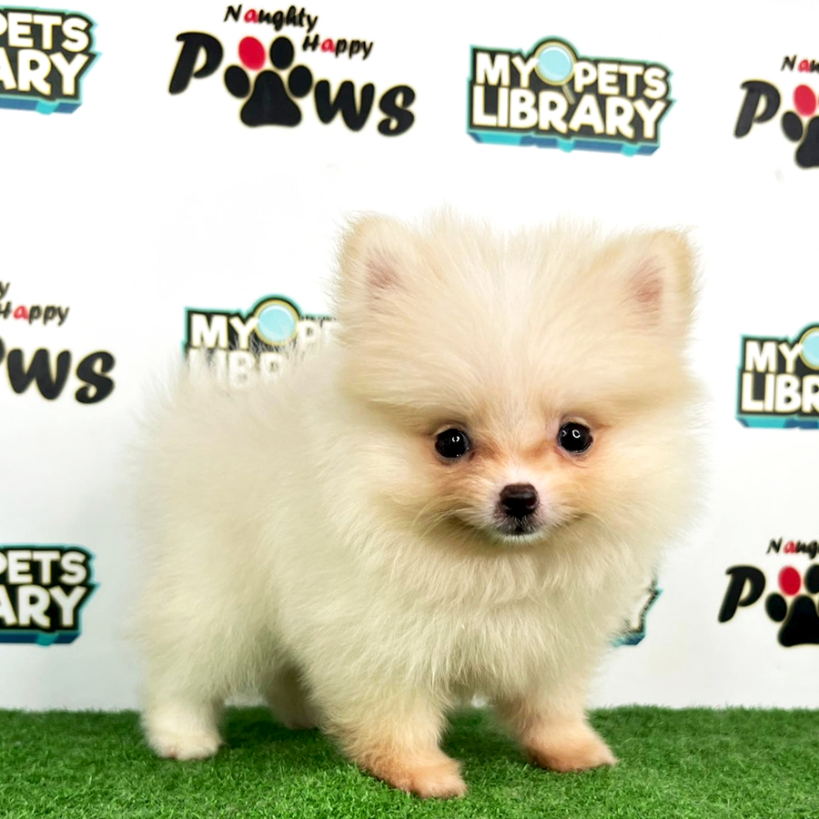 Purebred Pomeranian Puppy (Female) For Sale