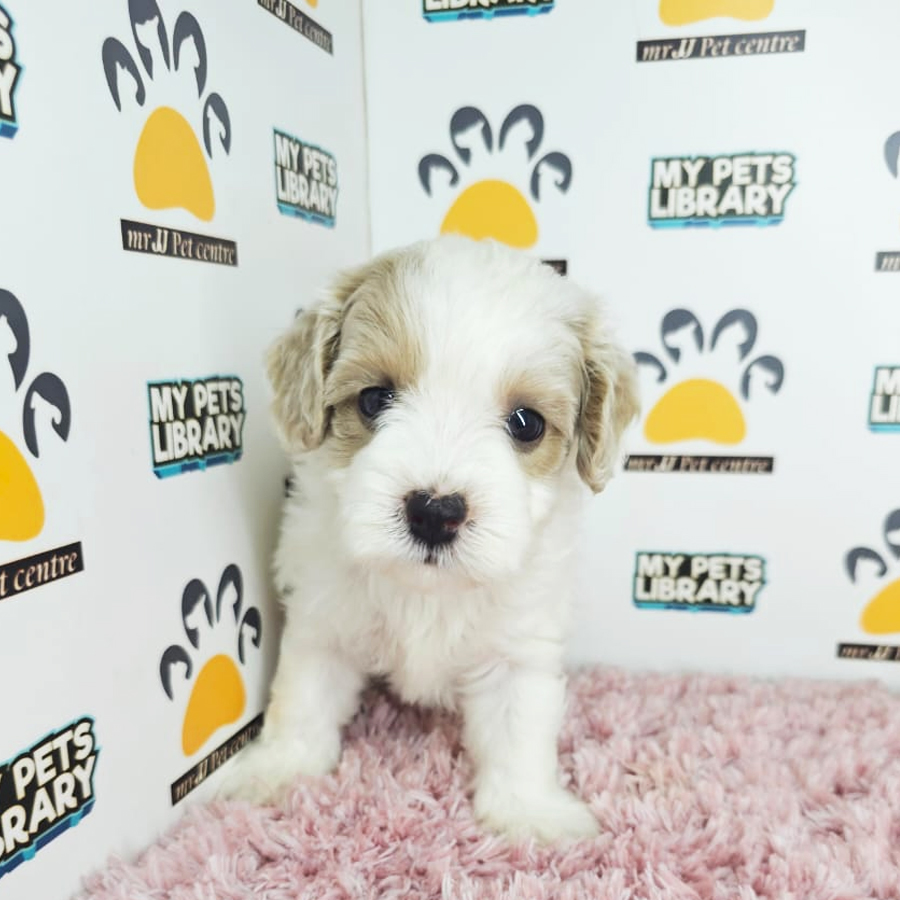 Tiny Poodle Puppy (Female) For Sale
