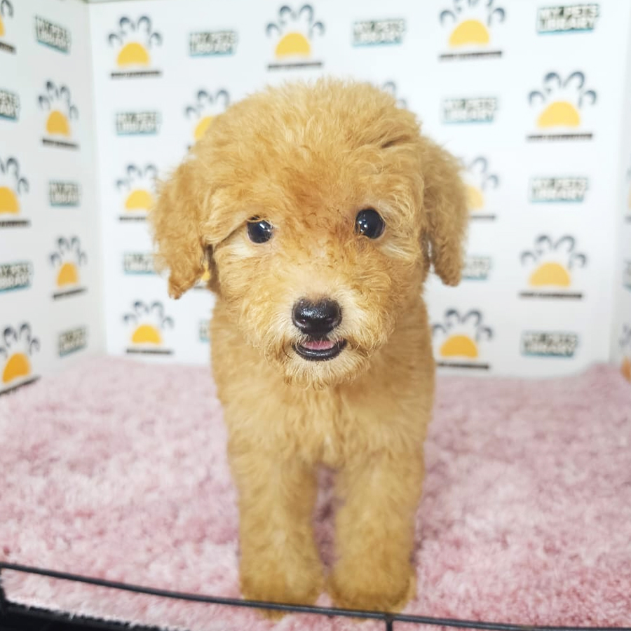 Tiny Poodle Puppy (Female) For Sale