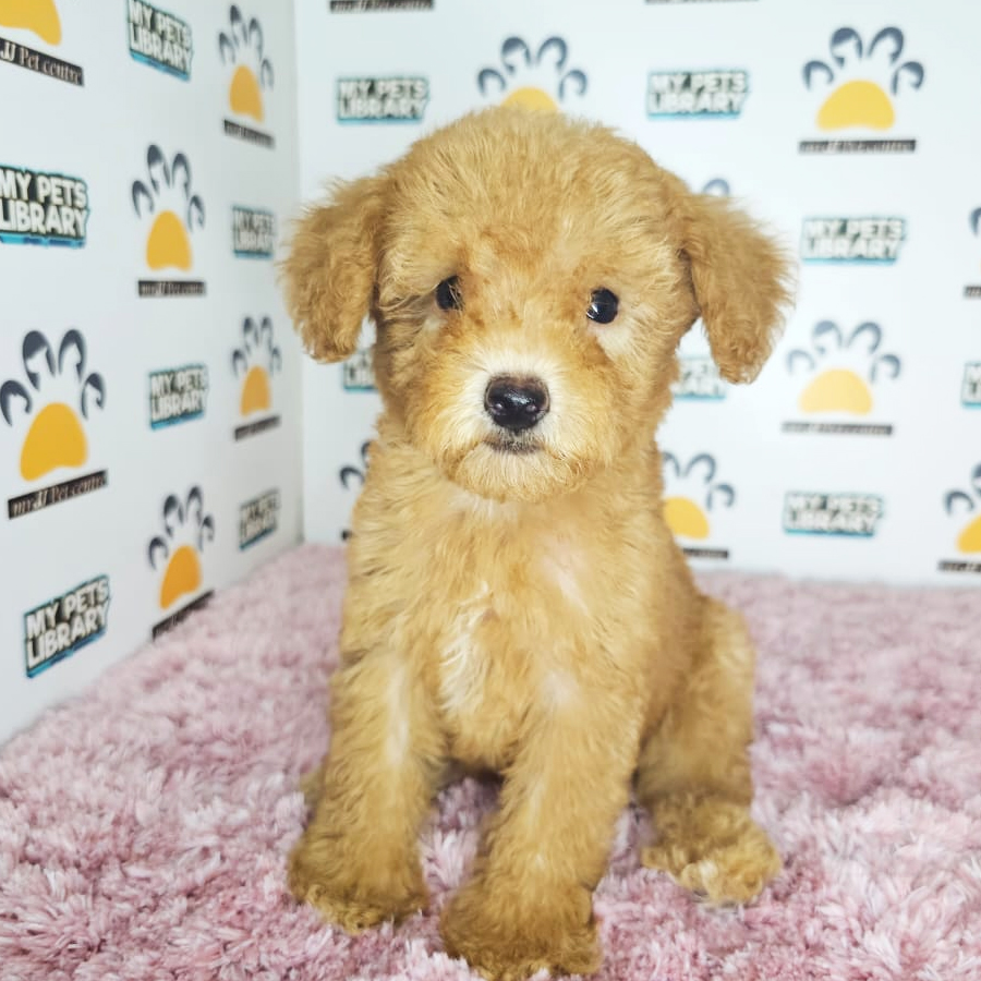 Tiny Poodle Puppy (Female) For Sale