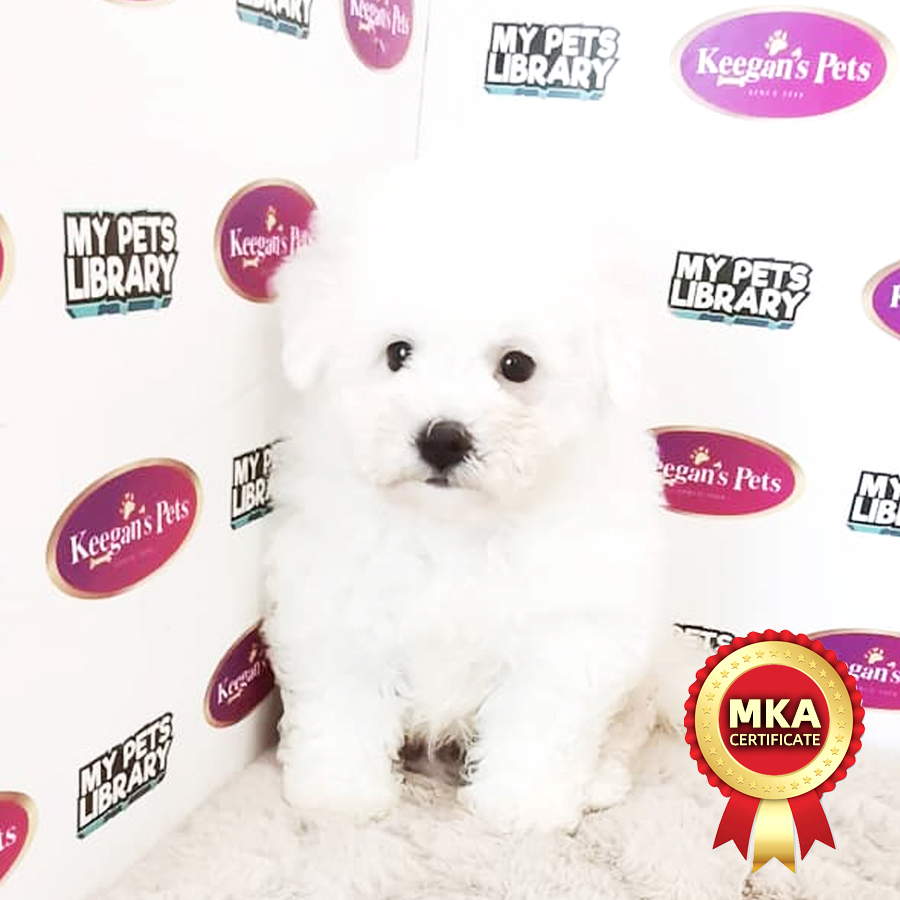 MKA Bichon Frise Puppy (Male) For Sale