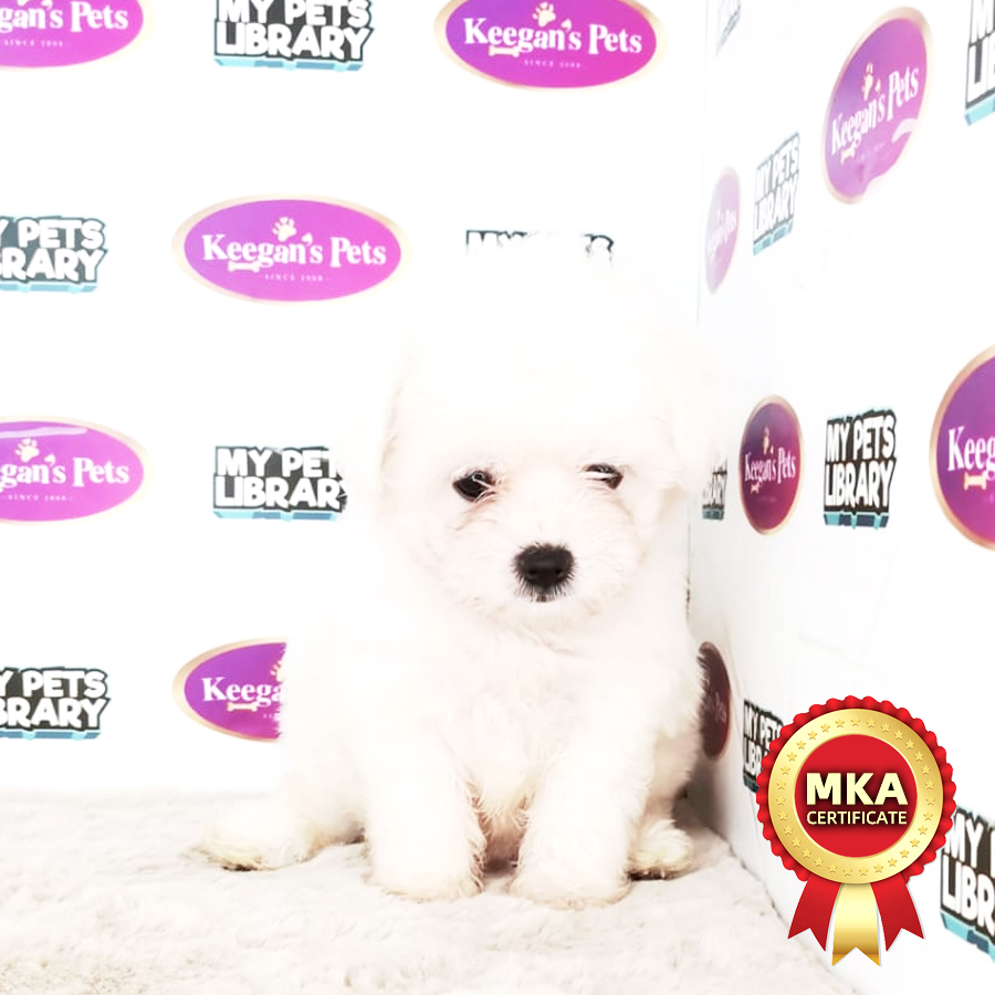 MKA Maltese Puppy (Female) For Sale