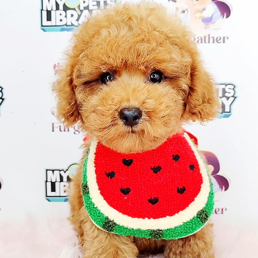 Tiny Poodle Puppy (Male) For Sale