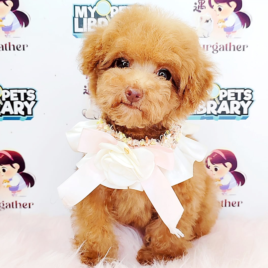 Tiny Poodle Puppy (Female) For Sale