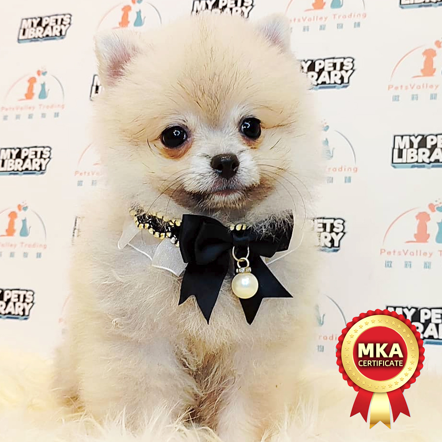 MKA Pomeranian Puppy (Male) For Sale