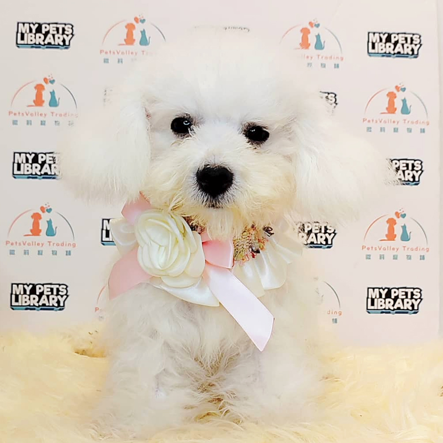 Maltipoo Puppy (Male) For Sale