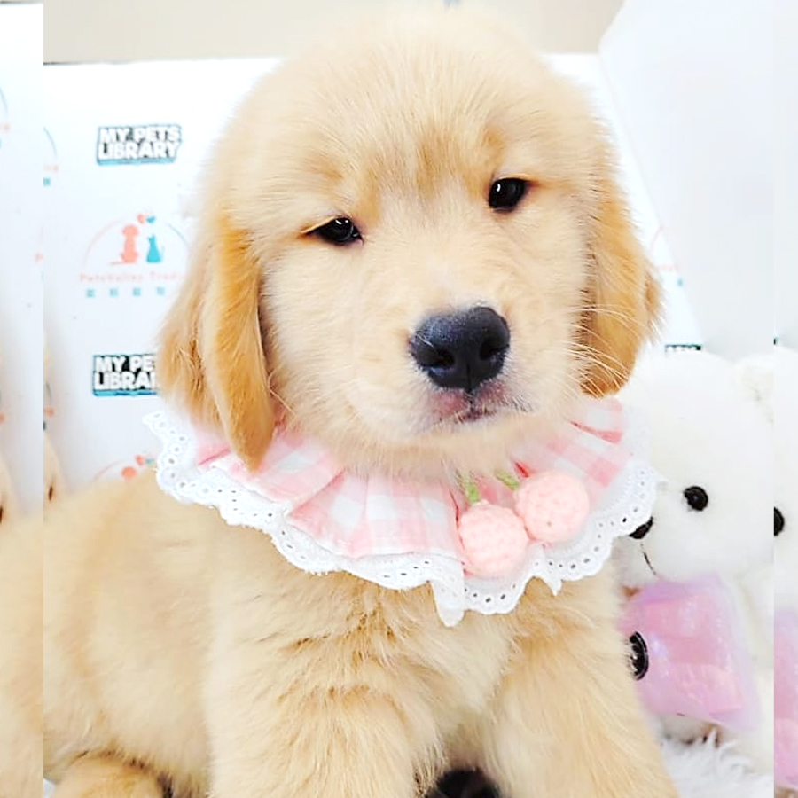Golden Retriever Puppy (Male) For Sale