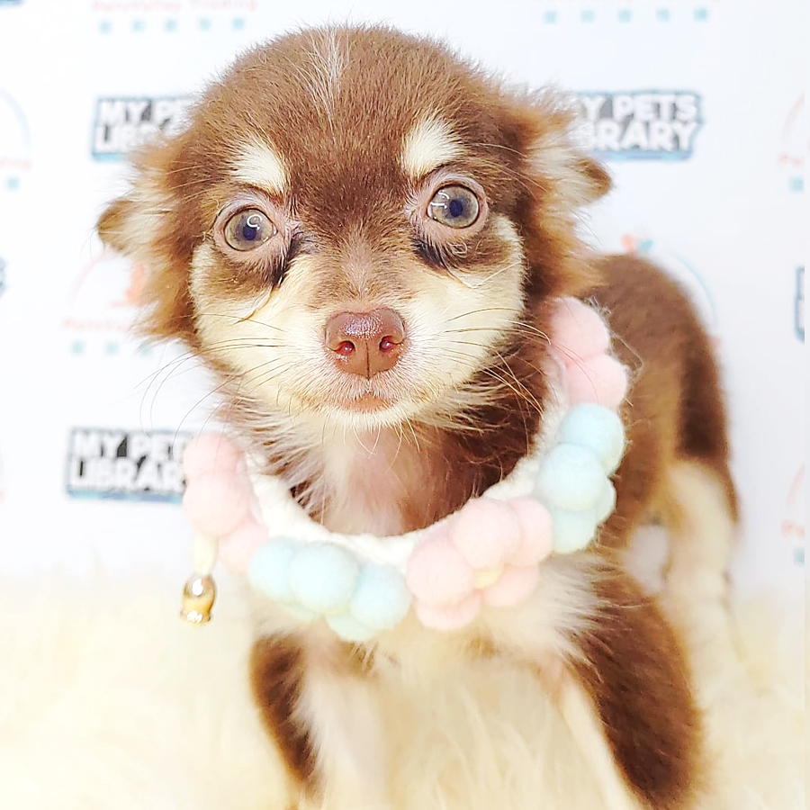 Long Coat Chihuahua Puppy (Female) For Sale