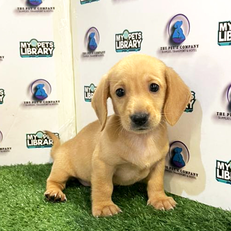 Dachshund Puppy (Female) For Sale