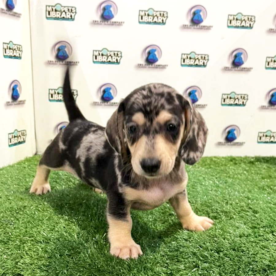 Dachshund Short Coat Puppy (Male) For Sale