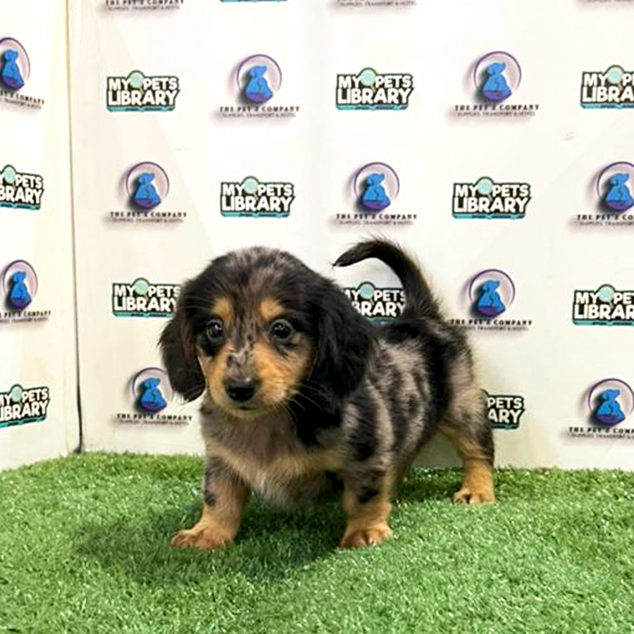 Dachshund Long Coat Puppy (Female) For Sale