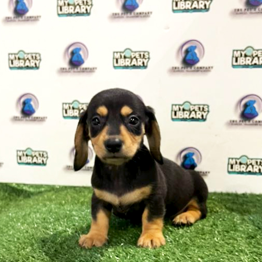 Dachshund Puppy (Female) For Sale
