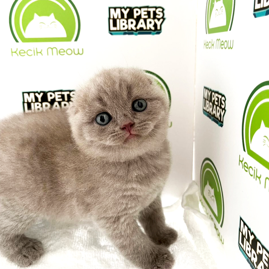 Scottish Fold Kitten (Male) For Sale
