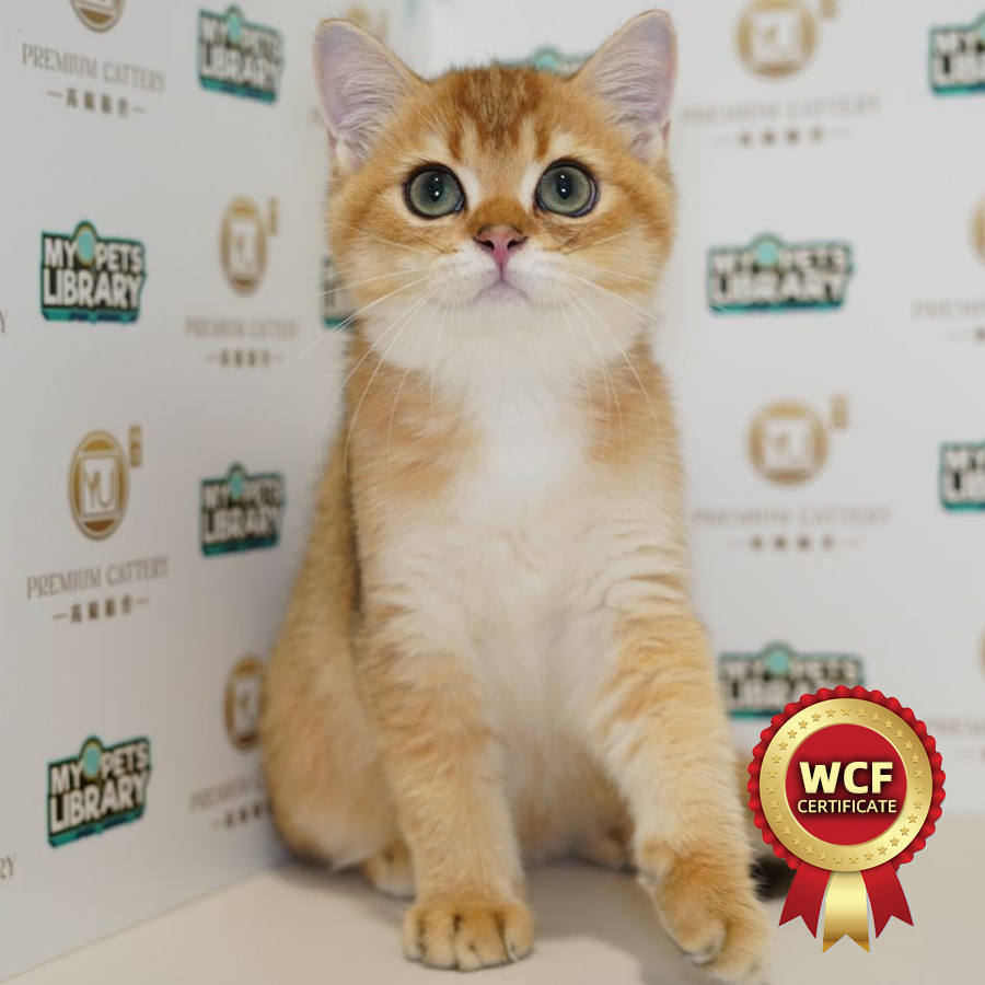 WCF British Short Hair Kitten (Male) For Sale